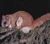 Northern Flying Squirrel (Glaucomys sabrinus)