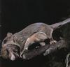 Southern Flying Squirrel (Glaucomys volans)