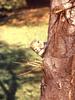 Gray Squirrel (Sciurus sp.)