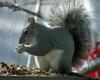 Gray Squirrel (Sciurus sp.)