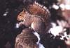 Gray Squirrel (Sciurus sp.)