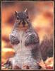 Gray Squirrel (Sciurus sp.)