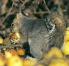 Gray Squirrel (Sciurus sp.)