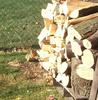 Gray Squirrel (Sciurus sp.)