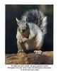 eastern gray squirrel (Sciurus carolinensis)