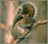 Eastern Gray Squirrel (Sciurus carolinensis)