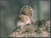 Eastern Gray Squirrel (Sciurus carolinensis)