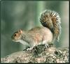 Eastern Gray Squirrel (Sciurus carolinensis)