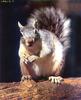 Eastern Gray Squirrel (Sciurus carolinensis)