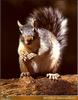 Eastern Gray Squirrel (Sciurus carolinensis)