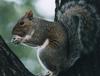 Eastern Gray Squirrel (Sciurus carolinensis)