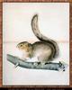 Eastern Gray Squirrel (Sciurus carolinensis)