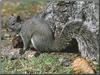 Western Gray Squirrel (Sciurus griseus)