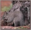 Western Gray Squirrel (Sciurus griseus)