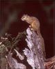 Smith's Bush Squirrel (Paraxerus cepapi)