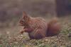 British Red Squirrel (Sciurus vulgaris leucourus)