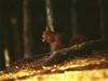 British Red Squirrel (Sciurus vulgaris leucourus)