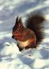 Eurasian Red Squirrel (Sciurus vulgaris)