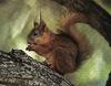 Eurasian Red Squirrel (Sciurus vulgaris)