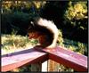 Eurasian Red Squirrel (Sciurus vulgaris)