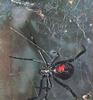 Black Widow Spider (Latrodectus mactans)