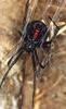 Black Widow Spider (Latrodectus mactans)