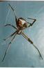 Black Widow Spider (Latrodectus mactans)