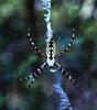 Black-and-yellow Argiope (Argiope aurantia)