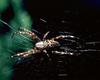 Spider Web