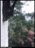 Spider Web