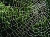 Spider Web