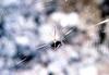 Spider Web