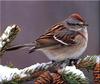 American Tree Sparrow (Spizella arborea)