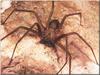 Brown Recluse Spider (Loxosceles reclusa)