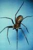 Brown Recluse Spider (Loxosceles reclusa)