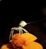 Crab Spider (Thomisidae)