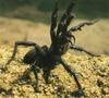 Sydney Funnel-web Spider (Atrax robustus)