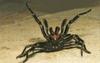 Sydney Funnel-web Spider (Atrax robustus)