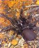 Sydney Funnel-web Spider (Atrax robustus)