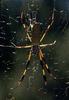 Golden Orb Spider (Nephila sp)