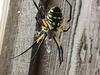 Golden Orb Spider (Nephila sp)