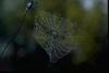 Golden Orb Spider (Nephila sp)