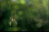 Golden Orb Spider (Nephila sp)