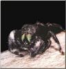 Jumping Spider (Salticidae)