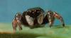 Jumping Spider (Salticidae)