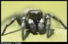 Zebra Jumping Spider (Salticus scenicus)