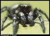 Zebra Jumping Spider (Salticus scenicus)