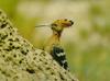 African Hoopoe (Upupa africana)