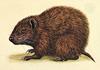 (Desmarest's) Cuban Hutia (Capromys pilorides)