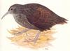 Lord Howe Wood Rail (Tricholimnas sylvestris)